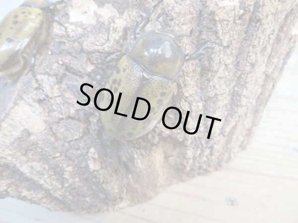 画像4: 新成虫☆ヒルスシロカブト♂53ミリ♀44ミリペア+♀44ミリトリオ販売!! (4)