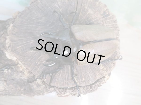 画像2: 新成虫☆WF1☆ゴホンヅノカブト♂65ミリ♀55ミリペア販売!! (2)