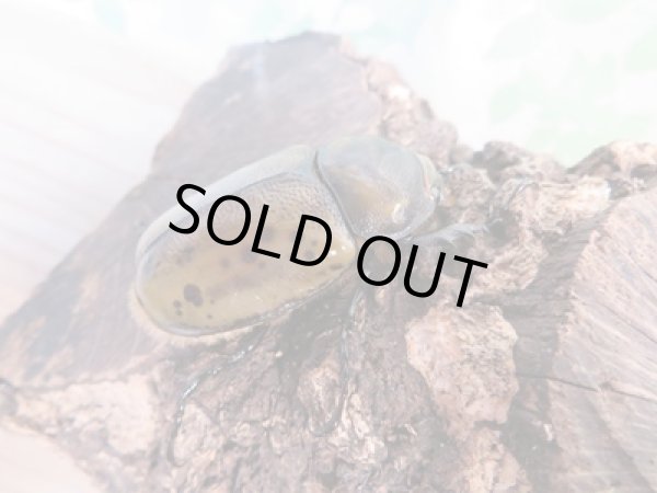 画像5: 新成虫☆ヒルスシロカブト♂53ミリ♀44ミリペア+♀44ミリトリオ販売!! (5)