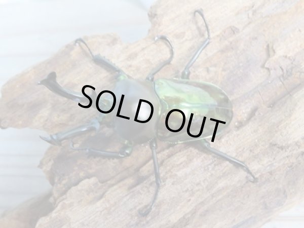 画像2: ☆即ブリ☆ニジイロクワガタ(グリーン血統)♂52ミリ♀フリーサイズペア+♀フリーサイズトリオ販売!! (2)