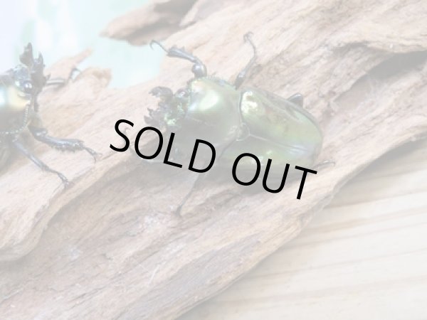 画像4: ☆即ブリ☆ニジイロクワガタ(グリーン血統)♂52ミリ♀フリーサイズペア+♀フリーサイズトリオ販売!! (4)