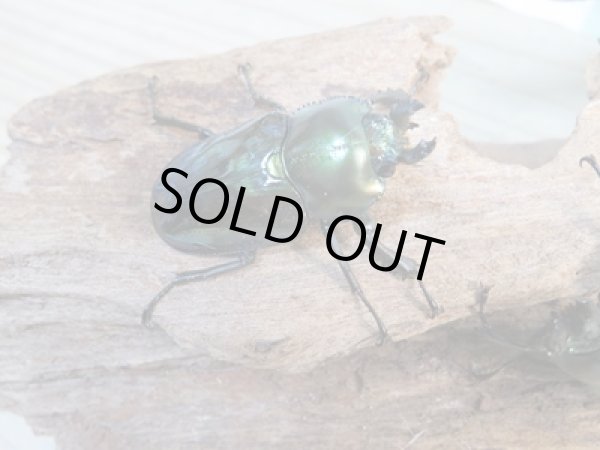 画像5: ☆即ブリ☆ニジイロクワガタ(グリーン血統)♂52ミリ♀フリーサイズペア+♀フリーサイズトリオ販売!! (5)