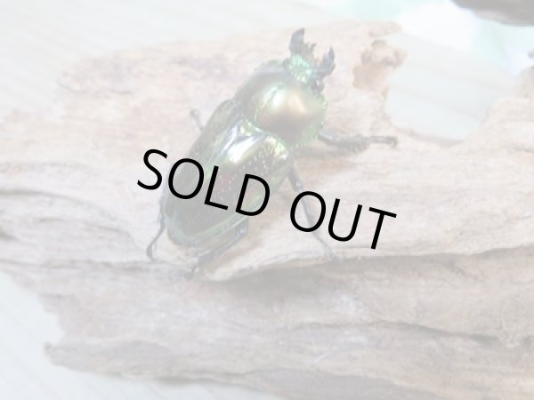 画像4: ☆即ブリ☆ ニジイロクワガタ☆ノーマルカラー♂59ミリ♀フリーペア販売!! (4)