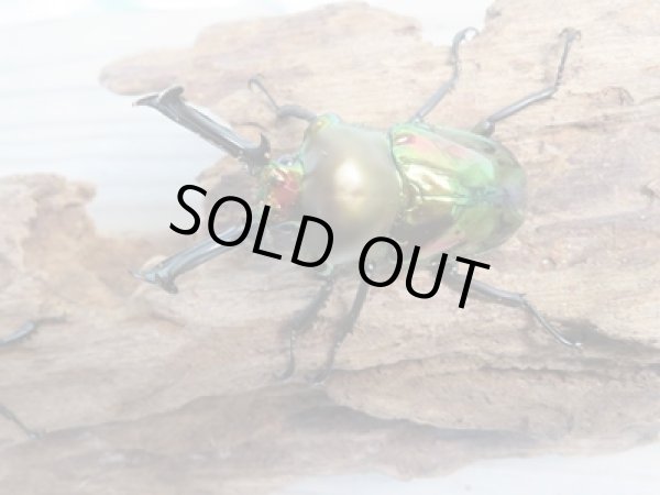 画像2: ☆即ブリ☆ ニジイロクワガタ☆ノーマルカラー♂59ミリ♀フリーペア販売!! (2)