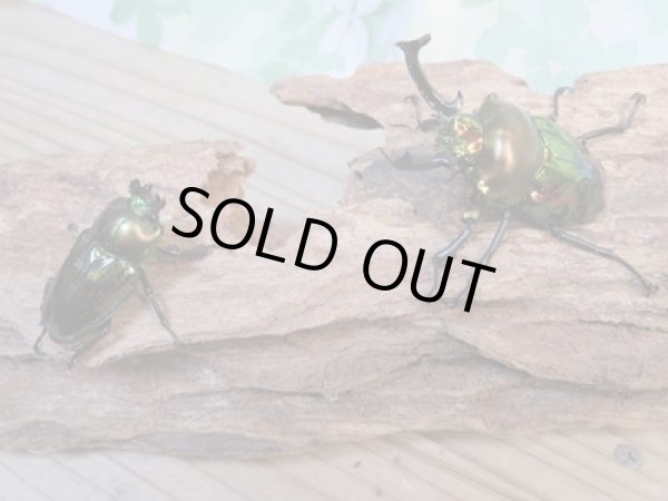 画像5: ☆即ブリ☆ ニジイロクワガタ☆ノーマルカラー♂59ミリ♀フリーペア販売!! (5)