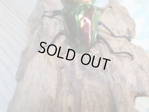 画像3: ☆即ブリ☆ ニジイロクワガタ☆ノーマルカラー♂59ミリ♀フリーペア販売!! (3)