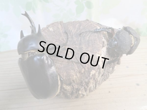 画像5: ☆新成虫☆レックスゾウカブト♂-A´95ミリ♀78ミリペア販売!! (5)