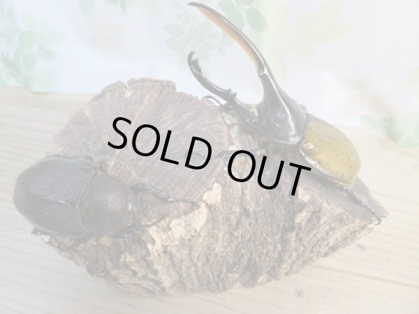 画像5: ☆新成虫☆D.H.リッキー♂120ミリ♀62ミリペア販売!! (5)