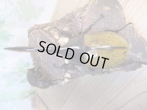 画像2: ☆新成虫☆D.H.リッキー♂120ミリ♀62ミリペア販売!! (2)