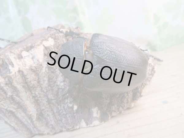 画像4: ☆新成虫☆レックスゾウカブト♂-A´95ミリ♀78ミリペア販売!! (4)