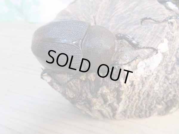 画像4: ☆新成虫☆D.H.リッキー♂120ミリ♀62ミリペア販売!! (4)