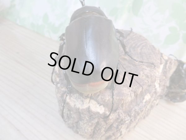 画像3: ☆新成虫☆レックスゾウカブト♂-A´95ミリ♀78ミリペア販売!! (3)