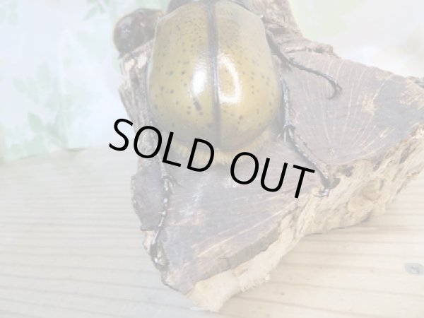 画像3: ☆新成虫☆D.H.リッキー♂120ミリ♀62ミリペア販売!! (3)