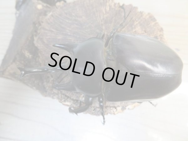 画像2: ☆新成虫☆レックスゾウカブト♂-A´95ミリ♀78ミリペア販売!! (2)