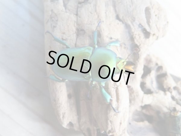 画像2: 美麗新成虫☆F20☆アエネアキンイロクワガタ♂26ミリ♀23ミリペア販売!! (2)