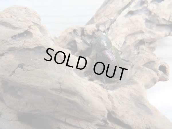 画像4: 美麗新成虫☆F20☆アエネアキンイロクワガタ♂24.7ミリ♀ーA´21ミリペア販売!! (4)