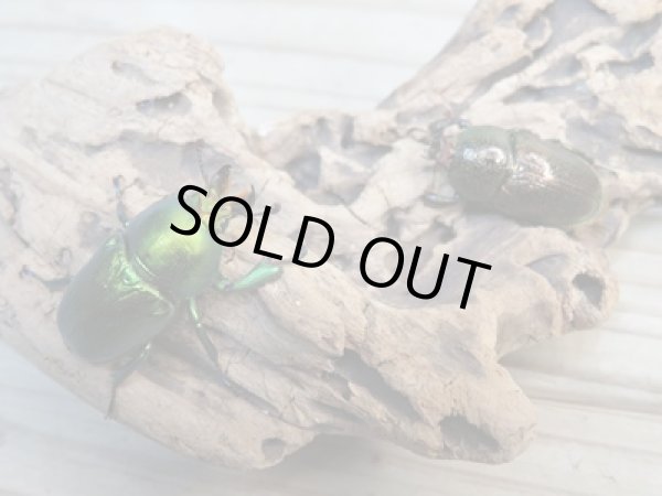 画像5: 美麗新成虫☆F20☆アエネアキンイロクワガタ♂26ミリ♀23ミリペア販売!! (5)