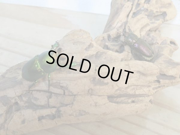 画像5: 美麗新成虫☆F20☆アエネアキンイロクワガタ♂24.7ミリ♀ーA´21ミリペア販売!! (5)