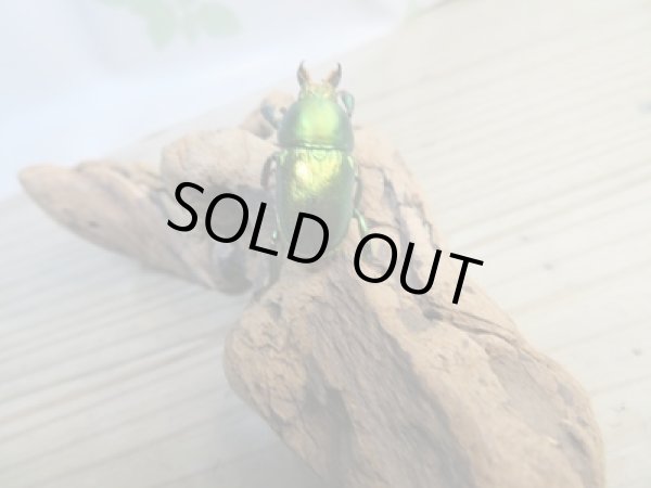 画像3: 美麗新成虫☆F20☆アエネアキンイロクワガタ♂24.7ミリ♀ーA´21ミリペア販売!! (3)