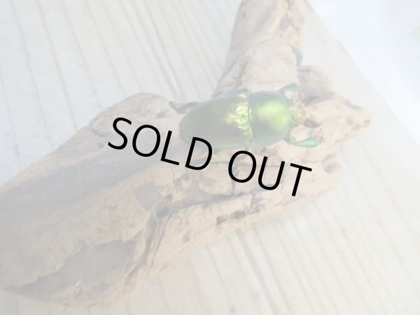 画像2: 美麗新成虫☆F20☆アエネアキンイロクワガタ♂24.7ミリ♀ーA´21ミリペア販売!! (2)