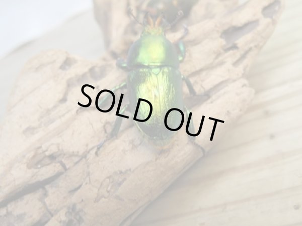 画像3: 美麗新成虫☆F20☆アエネアキンイロクワガタ♂26ミリ♀23ミリペア販売!! (3)