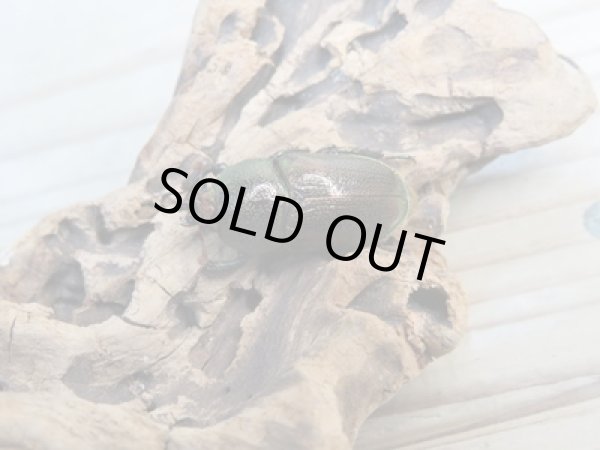 画像4: 美麗新成虫☆F20☆アエネアキンイロクワガタ♂26ミリ♀23ミリペア販売!! (4)