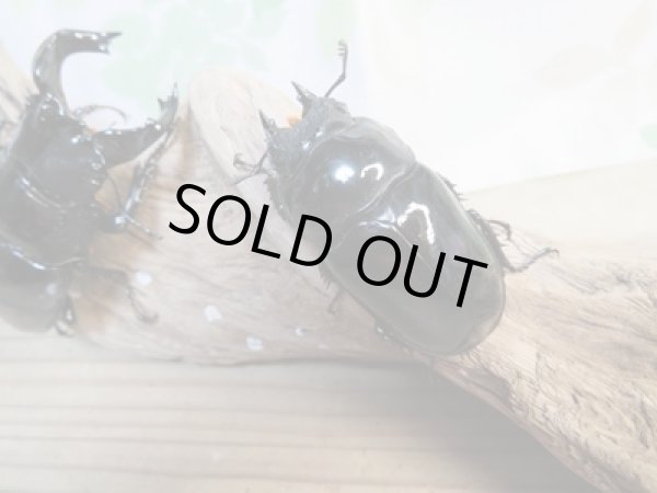 画像4: ☆大型新成虫☆タランドゥスオオツヤクワガタ♂84ミリ♀53.5ミリペア販売!! (4)