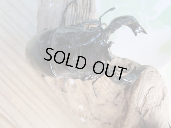 画像2: ☆大型新成虫☆タランドゥスオオツヤクワガタ♂84ミリ♀53.5ミリペア販売!! (2)