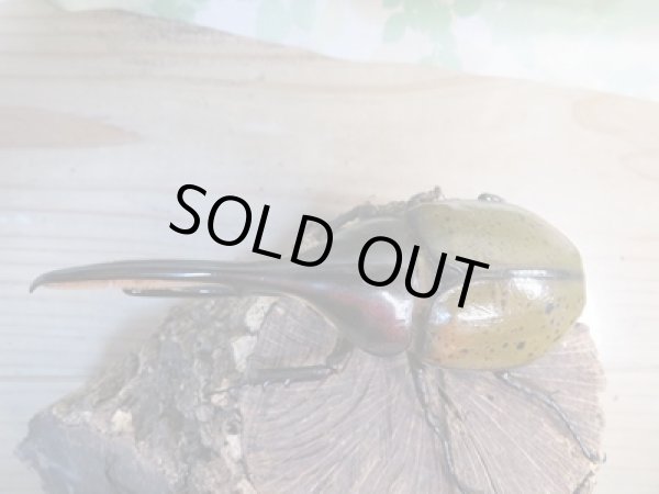 画像2: ☆新成虫☆D.H.リッキー♂133ミリ♀65ミリペア販売!! (2)