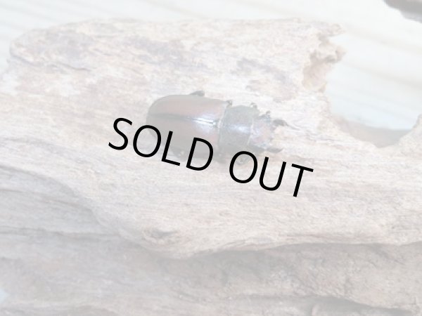 画像4: ☆新成虫☆メタリフェルホソアカクワガタ(サンギレンシス)♂65ミリ♀フリーサイズペア販売!! (4)