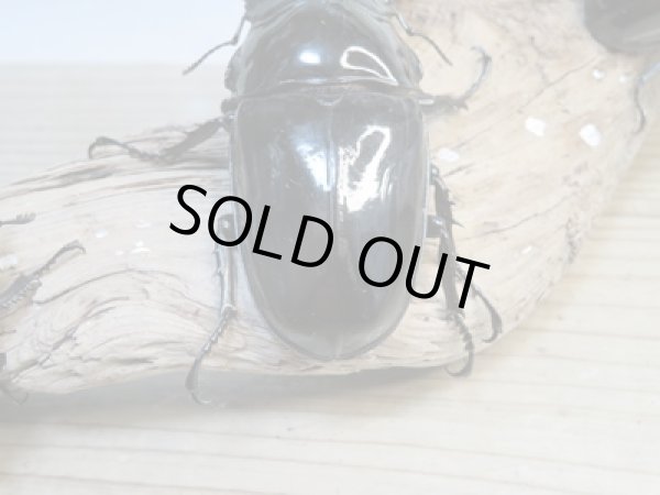 画像3: ☆大型新成虫☆タランドゥスオオツヤクワガタ♂89ミリ♀56.5ミリペア+♀55ミリ計3頭トリオ販売!! (3)