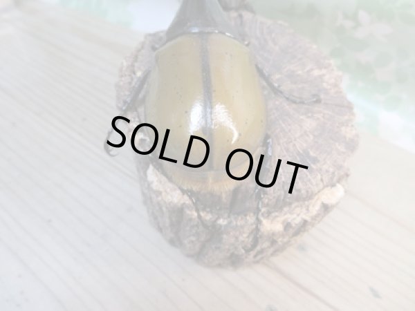 画像3: ☆新成虫☆D.H.リッキー♂121ミリ♀63ミリペア販売！！ (3)