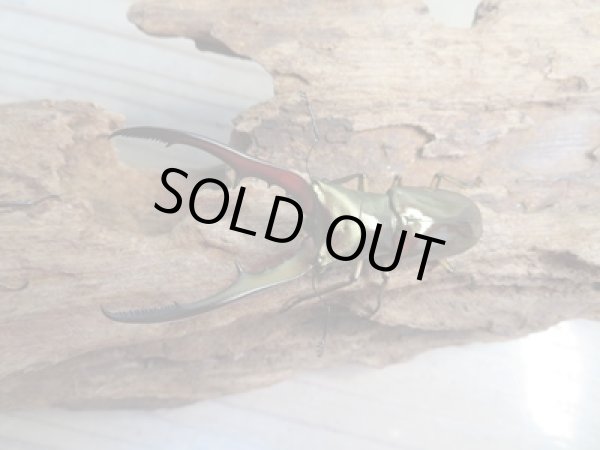 画像2: ☆新成虫☆メタリフェルホソアカクワガタ(サンギレンシス)♂63ミリ♀フリーサイズペア販売!! (2)