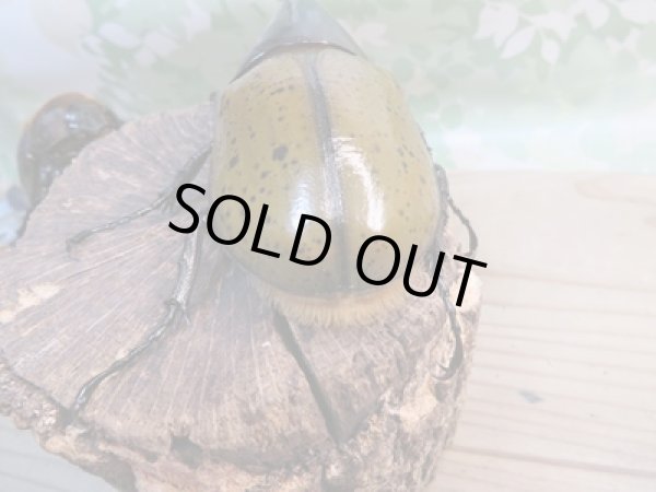 画像3: ☆新成虫☆D.H.リッキー♂133ミリ♀65ミリペア販売!! (3)