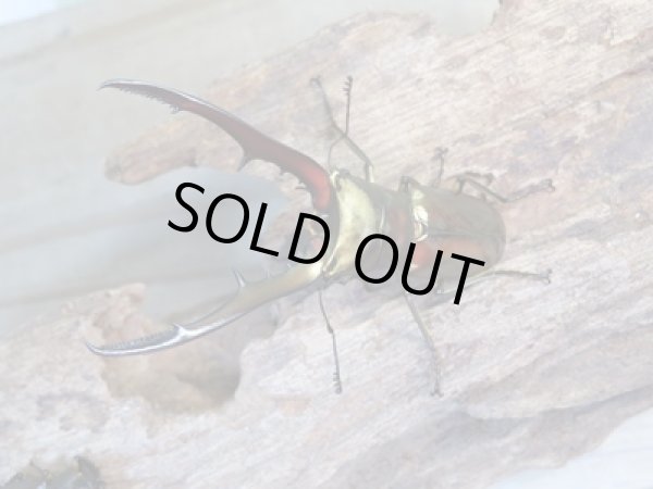 画像2: ☆新成虫☆メタリフェルホソアカクワガタ(サンギレンシス)♂65ミリ♀フリーサイズペア販売!! (2)