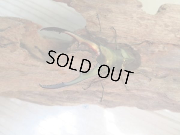 画像2: ☆新成虫☆メタリフェルホソアカクワガタ(サンギレンシス)♂60ミリ♀フリーサイズペア販売!! (2)