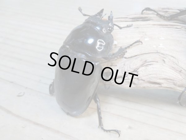 画像5: ☆大型新成虫☆タランドゥスオオツヤクワガタ♂89ミリ♀56.5ミリペア+♀55ミリ計3頭トリオ販売!! (5)