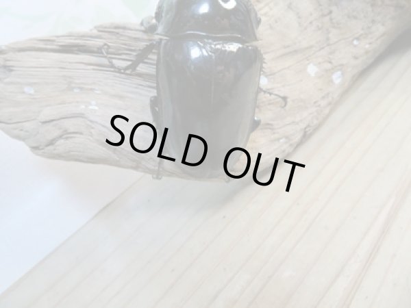 画像3: ☆大型新成虫☆タランドゥスオオツヤクワガタ♂84ミリ♀53.5ミリペア販売!! (3)