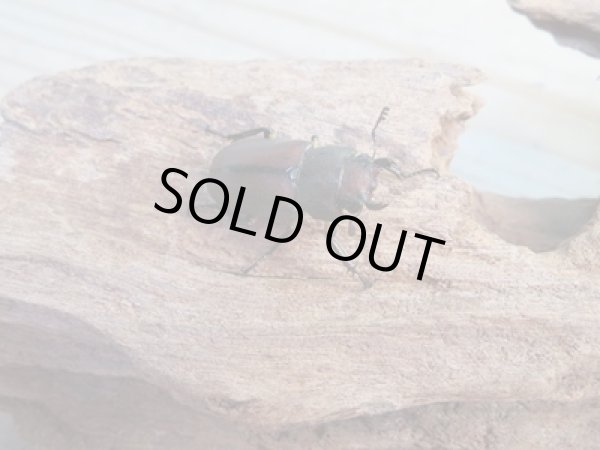 画像4: ☆新成虫☆メタリフェルホソアカクワガタ(サンギレンシス)♂63ミリ♀フリーサイズペア販売!! (4)