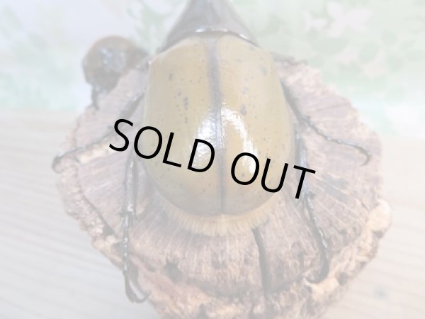 画像3: ☆新成虫☆D.H.リッキー♂125ミリ♀63ミリペア販売!! (3)