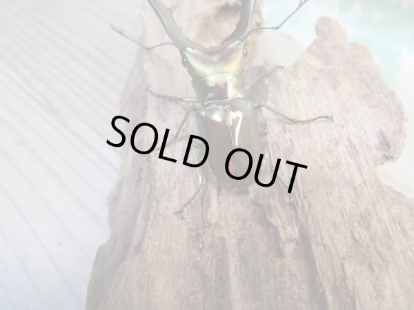 画像3: ☆新成虫☆メタリフェルホソアカクワガタ(サンギレンシス)♂60ミリ♀フリーサイズペア販売!! (3)