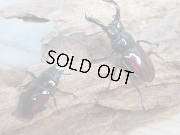 画像5: ☆美麗新成虫☆オーベルチュールクロツヤシカクワガタ♂43ミリ♀27ミリペア販売!! (5)