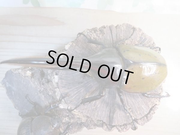 画像2: ☆新成虫☆D.H.リッキー♂125ミリ♀63ミリペア販売!! (2)