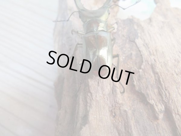 画像3: ☆新成虫☆メタリフェルホソアカクワガタ(サンギレンシス)♂63ミリ♀フリーサイズペア販売!! (3)