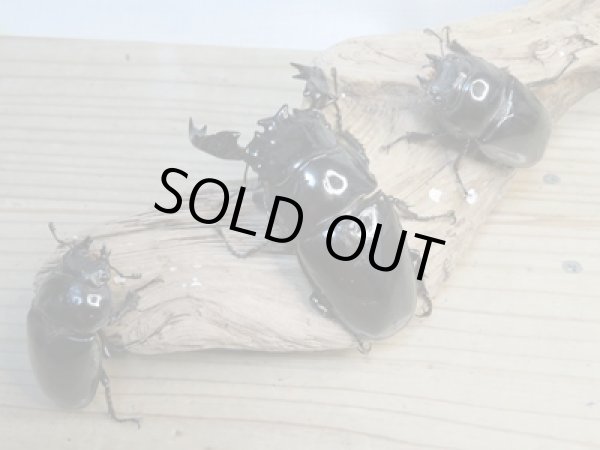 画像6: ☆大型新成虫☆タランドゥスオオツヤクワガタ♂89ミリ♀56.5ミリペア+♀55ミリ計3頭トリオ販売!! (6)