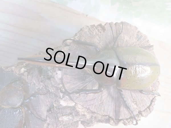 画像2: ☆新成虫☆D.H.リッキー♂112ミリ♀60ミリペア販売!! (2)