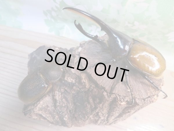 画像5: ☆新成虫☆D.H.リッキー♂125ミリ♀63ミリペア販売!! (5)