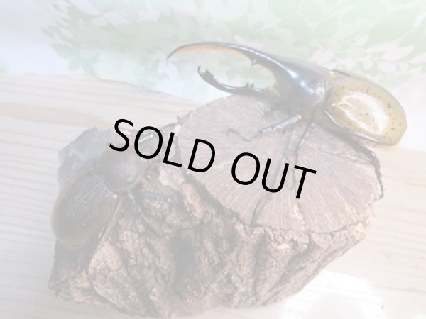 画像5: ☆新成虫☆D.H.リッキー♂133ミリ♀65ミリペア販売!! (5)