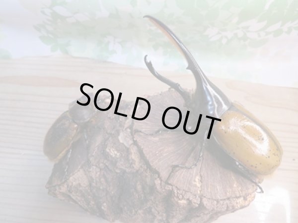 画像5: ☆新成虫☆D.H.リッキー♂135ミリ♀65ミリペア販売!! (5)