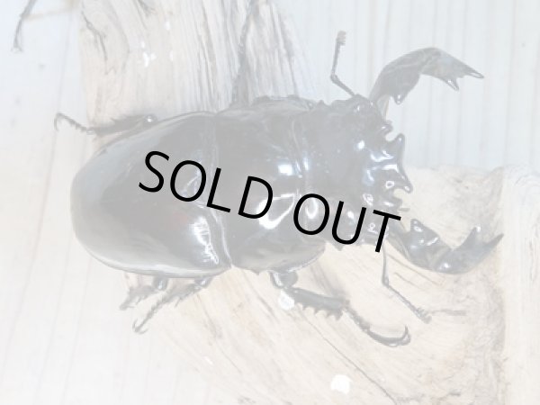 画像2: ☆大型新成虫☆タランドゥスオオツヤクワガタ♂89ミリ♀56.5ミリペア+♀55ミリ計3頭トリオ販売!! (2)